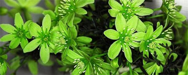 铁线莲一年开几次花（铁线莲种植技术与栽培管理）