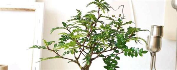 清香木用什么土种植最好（清香木盆栽的养殖方法介绍）