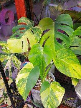 龟背竹黄叶的原因是什么？怎么处理呢？
