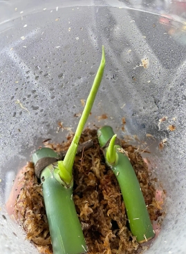 龟背竹老桩怎么催芽？有哪些方法和技巧呢？