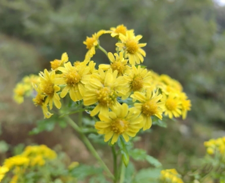 野菊花的花语是什么？它有哪些作用和功效？
