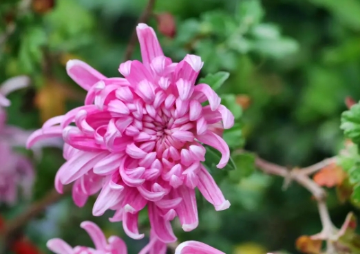菊花盆栽怎么养才能开花？种植技巧有哪些？