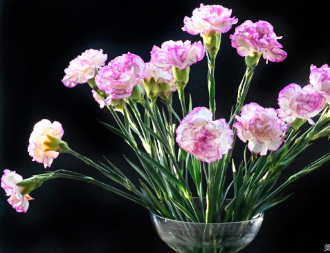 康乃馨送母亲要几朵最好？它的花语是什么？