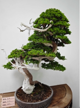 盆景花卉的种植方法有哪些？家庭怎么养？
