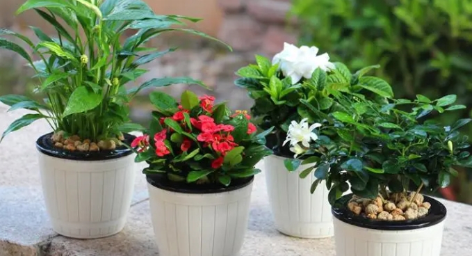 盆栽种植方法有哪些？这10个技巧你知道吗？