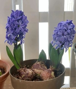 风信子发霉了怎么办？如何预防呢？