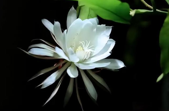 昙花的养殖方法有哪些？用什么肥料才能开花？
