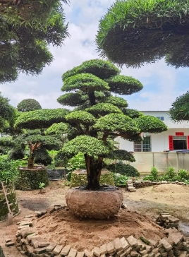 罗汉松怎么养才能长的更旺盛？新手需要注意些什么？