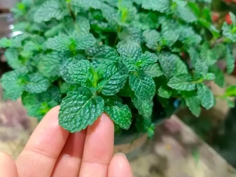薄荷繁殖的方法有哪些？可以剪断直接扦插吗？