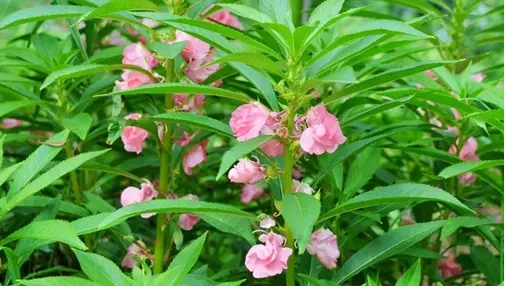 凤仙花的花语是什么？它有什么寓意?
