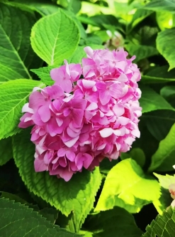 八仙花扦插多久生根？爆盆技巧有哪些？