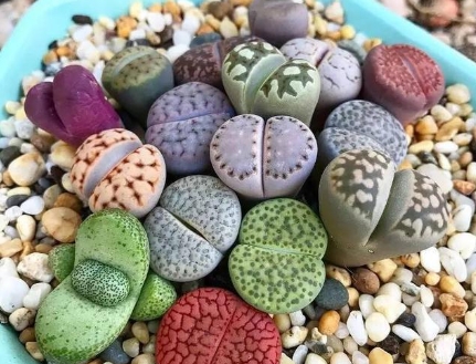 多肉生石花怎么浇水好？能用肉锥专用土吗？