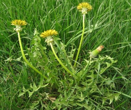 蒲公英的病害防治方法有哪些？高产种植需要什么技巧？