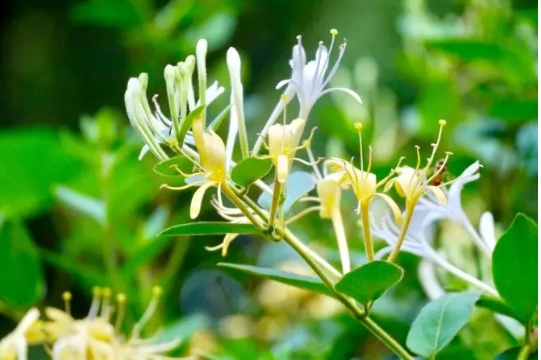 金银花的病虫害怎么防治？如何解决？