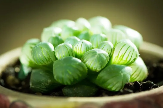 玉露烂根的原因是什么？还能活吗？