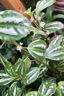 冷水花常见的虫害有哪些？如何防治？