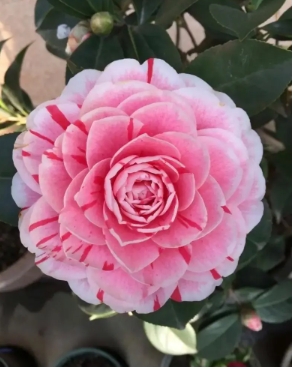 茶花叶子黄不结花苞的原因有哪些？用什么肥料长的旺？