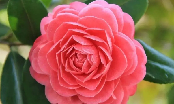 茶花北方盆栽养殖方法有哪些？养护技巧有哪些？