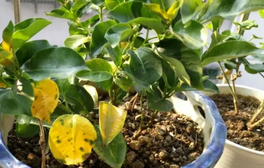 飘香藤黄叶的原因是什么？如何处理？