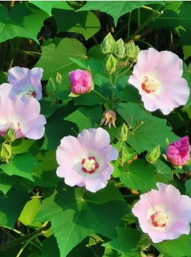 芙蓉葵常见的病虫害有哪些？最常见的防治方法有哪些？