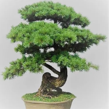 蓬莱松用什么土种植好？怎么样才能更旺盛？