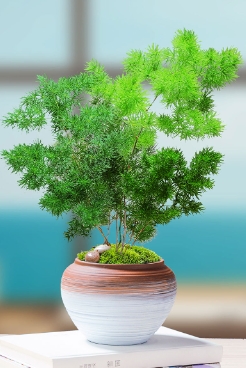 蓬莱松常见的病虫害有哪些？养护和繁殖技巧有哪些？