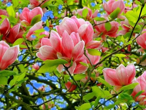 木兰花常见的病虫害有哪些？叶子发黑了怎么办？