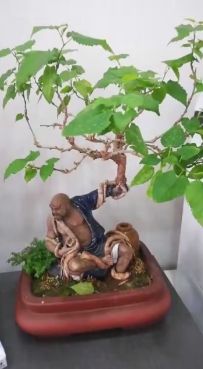 桑树盆景怎么嫁接成活率高？什么时候最适合？