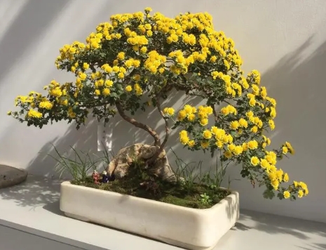 小菊盆景的养植方法有哪些？需要注意些什么？