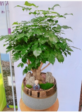 幸福树盆景怎么养殖？造型技巧有哪些？