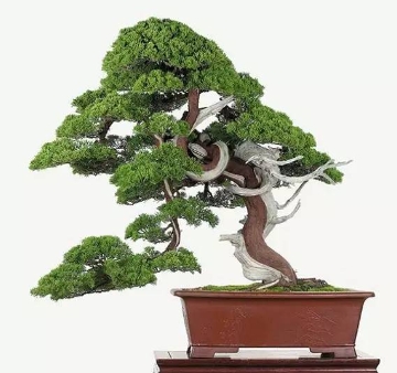 柏树盆景怎么制作和养护？需要什么技巧？