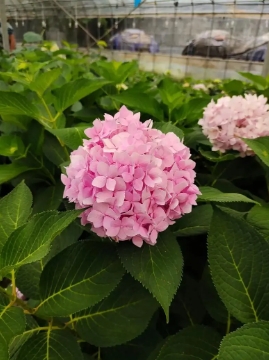 草本绣球怎么养？它和木绣球有什么区别？