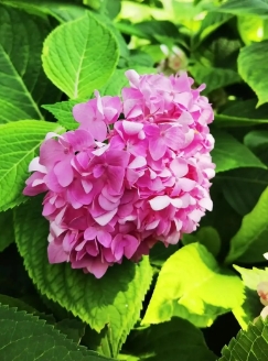 八仙花常见的虫害有哪些？如何鉴别以及预防？