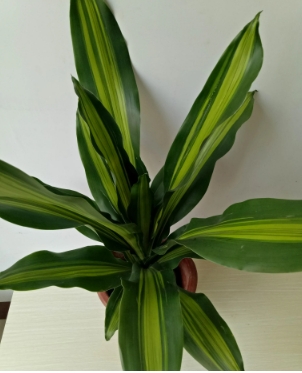 巴西木常见的病虫害防治方法有哪些？怎么防治？