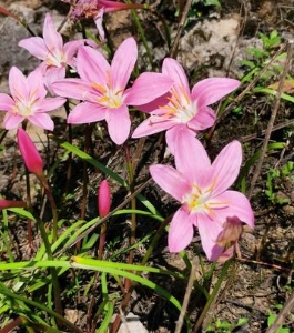刚买回来的风雨花怎么种？怎么养才能爆盆？