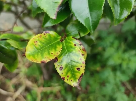 茶花叶斑病用什么药合适？防治措施有哪些？