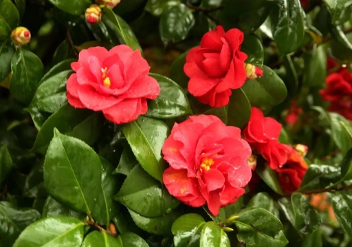 山茶花新手夏季怎么养？用什么肥料合适？