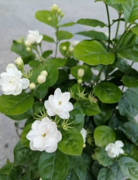茉莉花为什么只长叶不开花？养护需要哪些技巧？