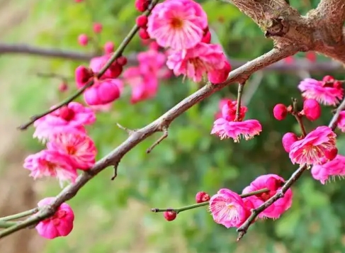 梅花红梅怎么养？栽培和管理方法有哪些？