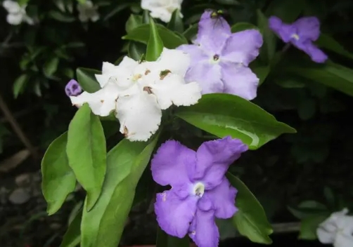 双色茉莉花的养殖方法有哪些？可以扦插吗？
