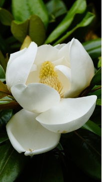 木兰花的花语代表什么意思？对爱情有什么特殊的寓意？