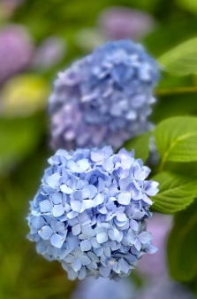 绣球花的养护要点有哪些？如何施肥？