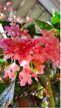 秋海棠花夏天怎么养？如何浇水和管理？