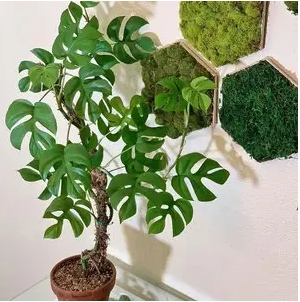 迷你龟背竹繁殖方法有哪些？可以扦插吗？