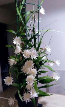 盆栽昙花的养殖方法有哪些？需要注意些什么？