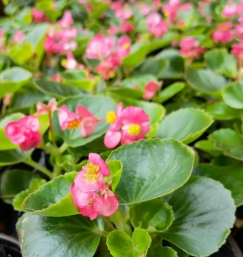 玻璃翠怎么养可以枝繁叶茂？新手种植需要注意些什么？