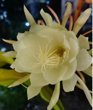 昙花黄叶了有斑是怎么回事？怎么施肥长的旺？