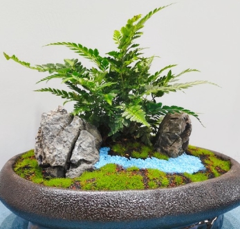 铁线蕨的繁殖方法有哪些？用什么土壤最合适？