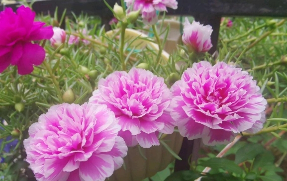 松叶牡丹怎么养？它什么时候开花？