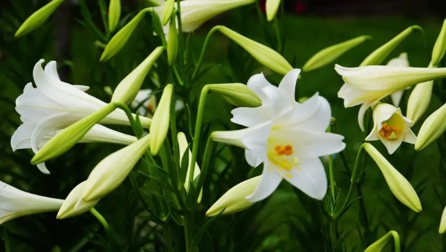 香水百合盆栽怎么养？一年开几次花？